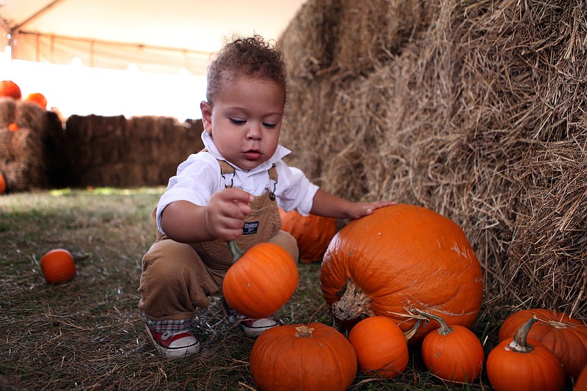 Zion Lugo, 17 mos., has fun picking up the smaller pumpkins in the hay maze Saturday, Oct. 27, at the Sarasota Pumpkin Festival.