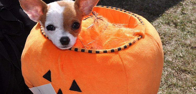 Pippi, 3 mos., won Best in Show.