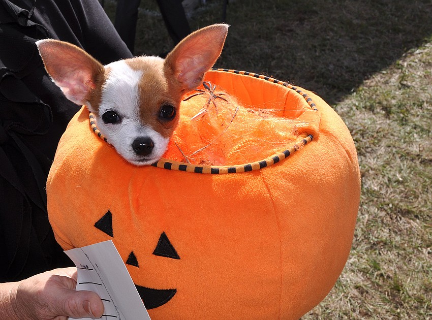Pippi, 3 mos., won Best in Show.