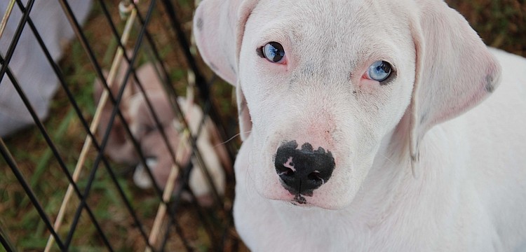 Posey, rescued by Royal Pet Rescue while wandering the streets, poses for a picture.