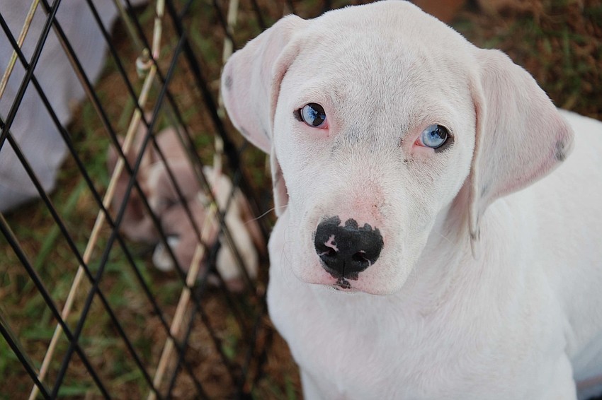 Posey, rescued by Royal Pet Rescue while wandering the streets, poses for a picture.