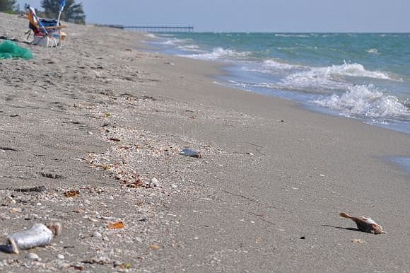 Fish killed last month on Casey Key are shown in this file photo from Oct. 11.