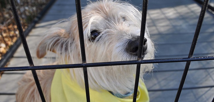 Sunshine is one of many dogs available for adoption.