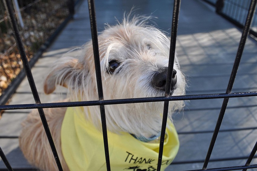 Sunshine is one of many dogs available for adoption.