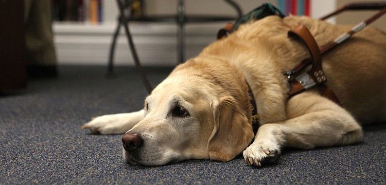 Brittani, 8, rests while Corporal Michael Jernigan, USMC, Ret. talks to an audience Friday, Nov. 16 at the Senior Friendship Center.