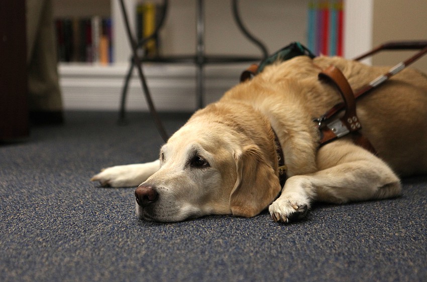 Brittani, 8, rests while Corporal Michael Jernigan, USMC, Ret. talks to an audience Friday, Nov. 16 at the Senior Friendship Center.