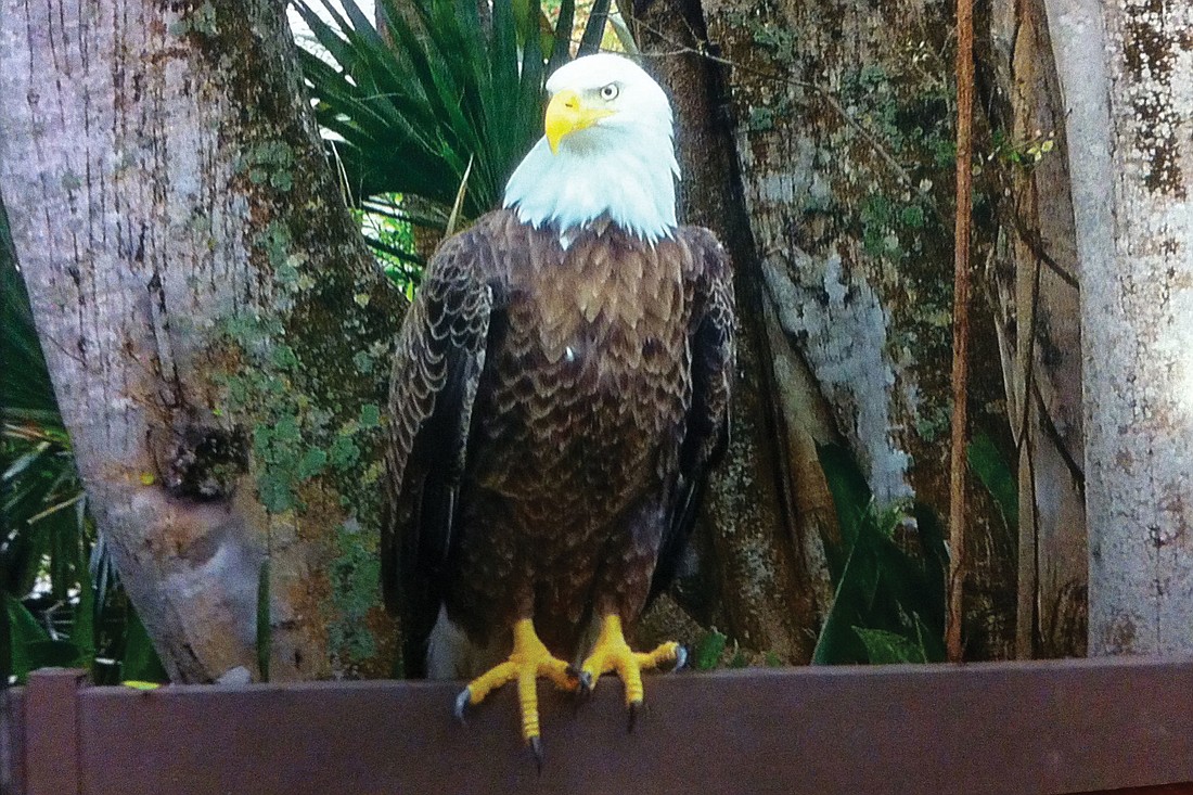 Pat Shutello snapped this bald eagle photo in early November. Photo courtesy of Pat Shutello.