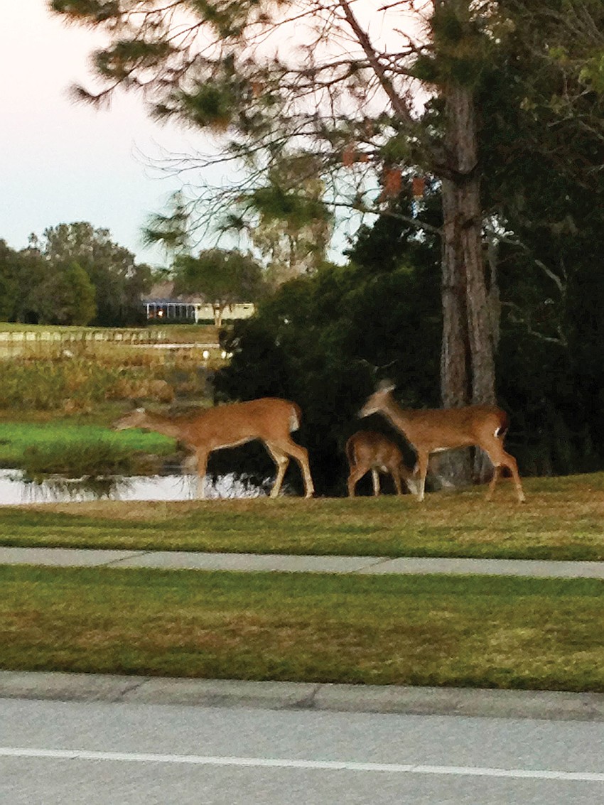 The Juliano family, of River Club, spotted these deer in their neighborhood over Thanksgiving weekend. 