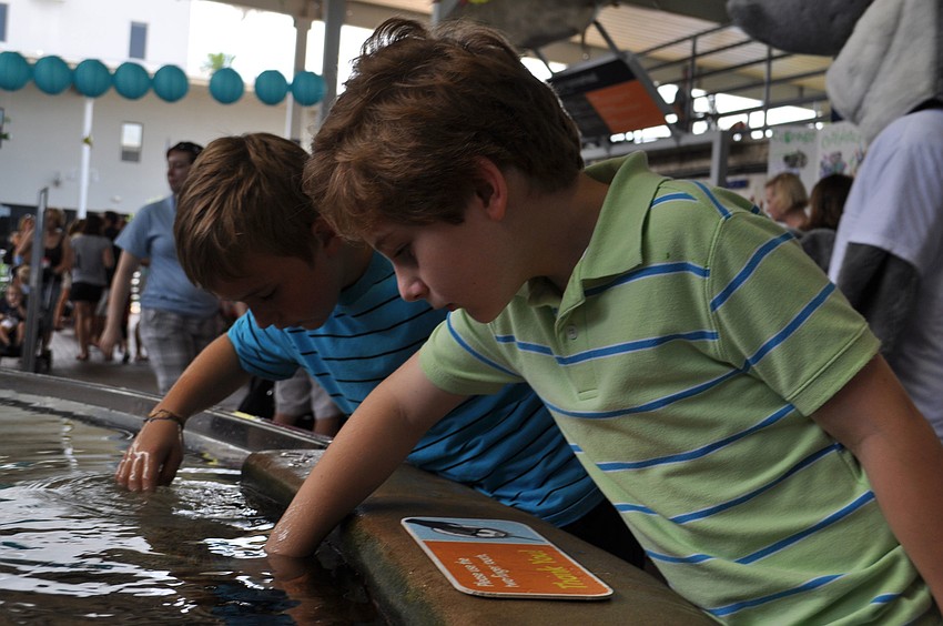 Couins Noah Crisp and Griffin White got a hands-on lesson June 2 during World Ocean Day at Mote Marine Laboratory.