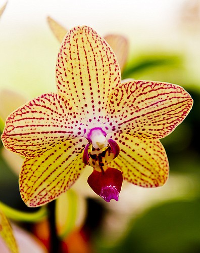 The 56th annual Sarasota Orchid Society's annual show and sale takes place Saturday and Sunday, at the Sarasota Municipal Auditorium.