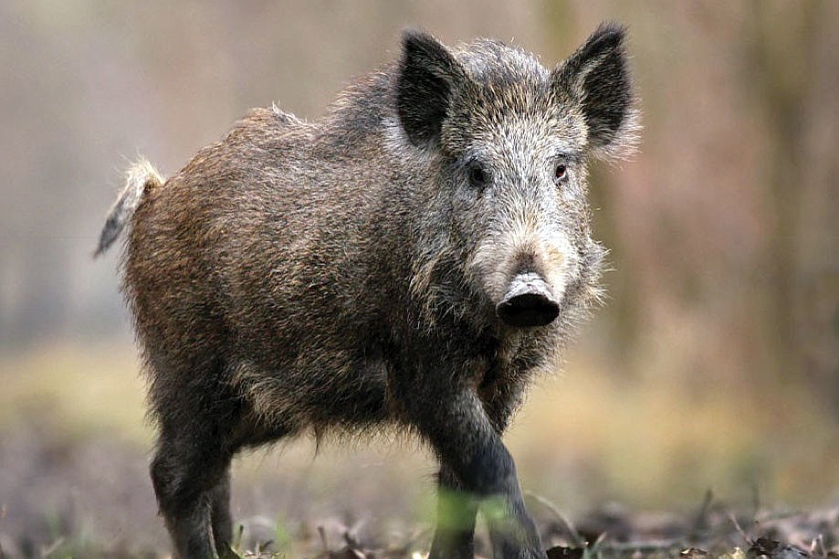 Feral hogs can weigh up to 700 pounds. Courtesy photo.