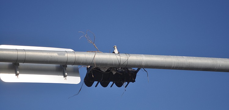 A bird's nest was spotted on New Pass Bridge Thursday, Jan. 10.