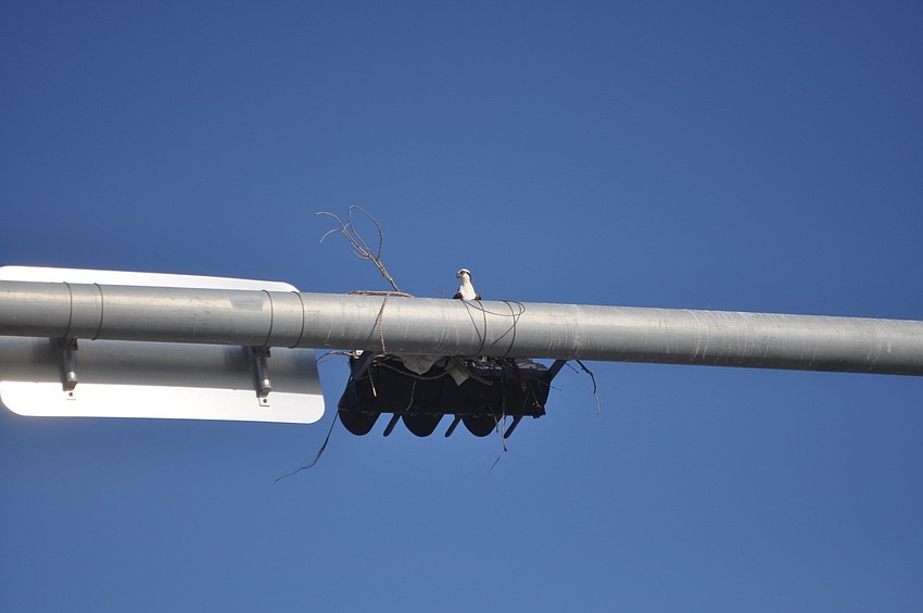 A bird's nest was spotted on New Pass Bridge Thursday, Jan. 10.