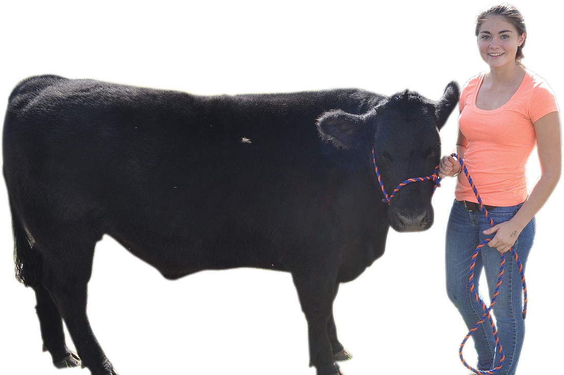 Lakewood Ranch senior Taylor Johnson with her steer. Josh Siegel.