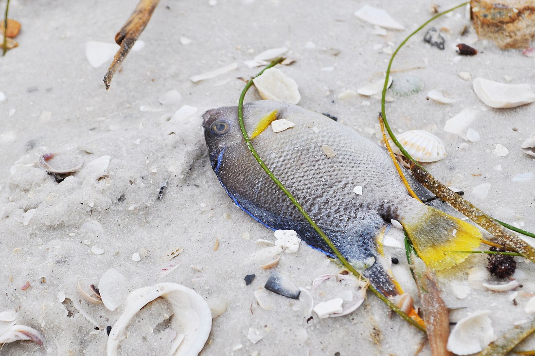 Dead fish washed ashore on Siesta Key this morning.