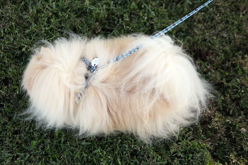 It was hard to tell where Tobyâ€™s head was Friday, Sept. 28 at Our Lady of Mount Carmel in Osprey.