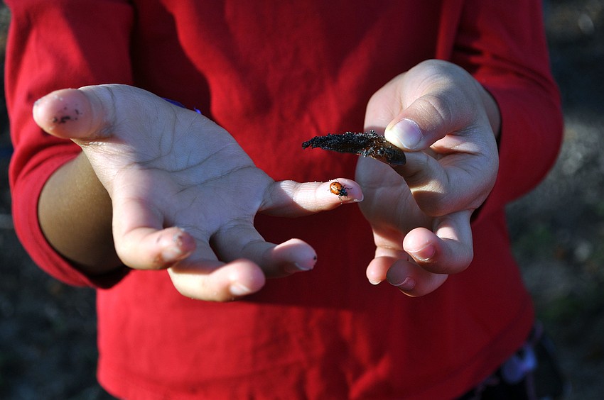 Hilary Bruno, 5, shows off one the ladybugs she caught.
