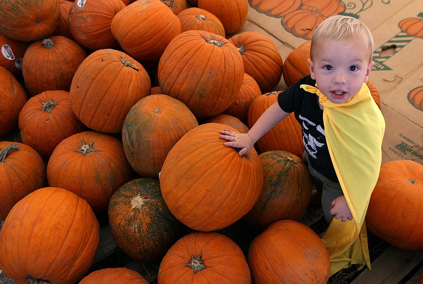 Oliver Linton, 19 mos., crawls around on some pumpkins in his yellow, superhero cape.