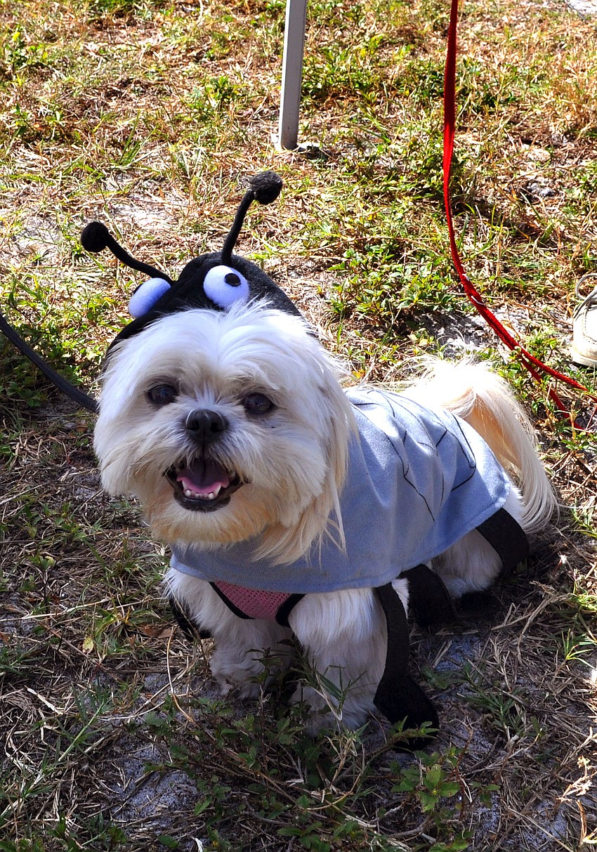 Marni dressed as a spider and won for Funniest Dog.
