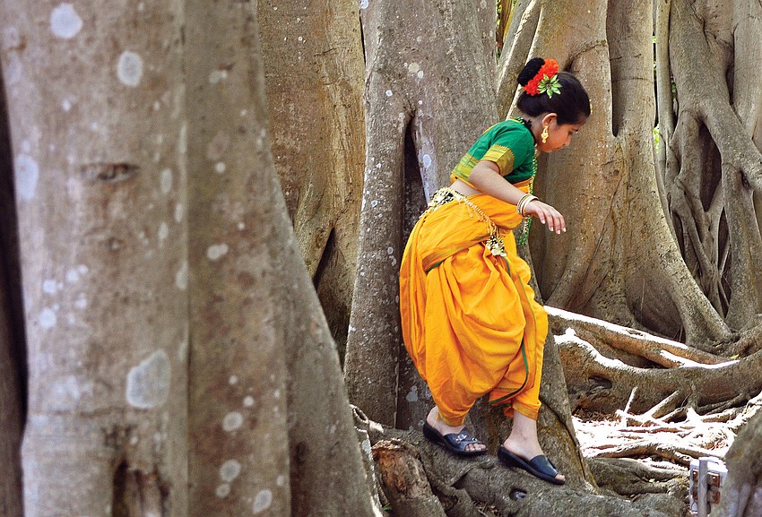 Vaishnavi Jayakumar, 9, played in one of the banyan trees after performing at the seventh annual Asian Cultural Festival at Marie Selby Botanical Gardens.