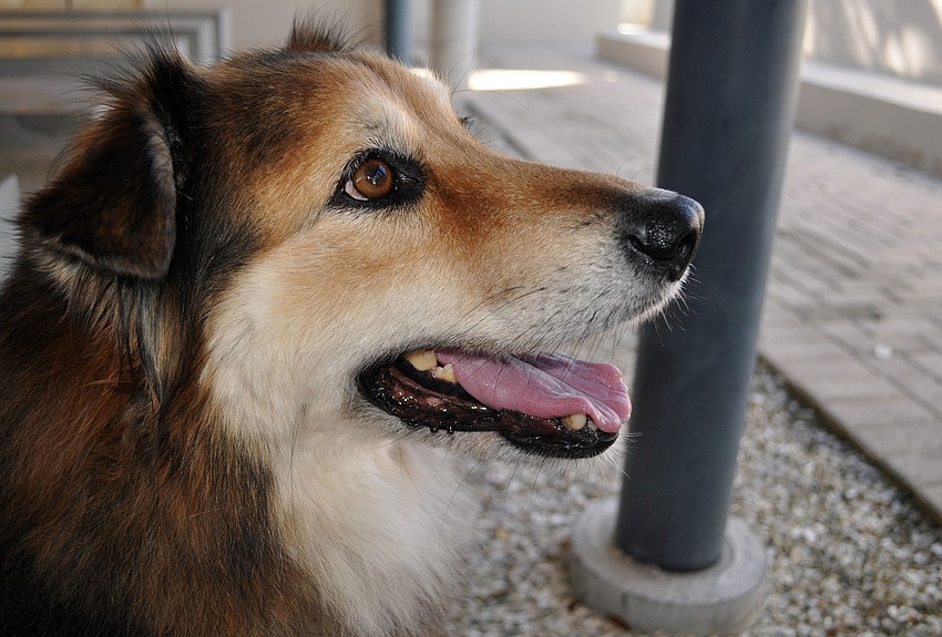 Associate Rector Andi Taylorâ€™s dog, Poppy, 7