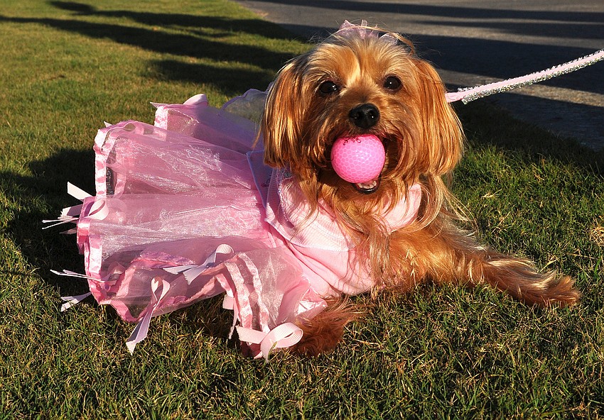 Missy, 5, was â€œPretty in Pinkâ€ and wanted to raise awareness about breast cancer with her program â€œBark for a Cureâ€. Missy loves golf balls so she carried around a pink one throughout the parade.
