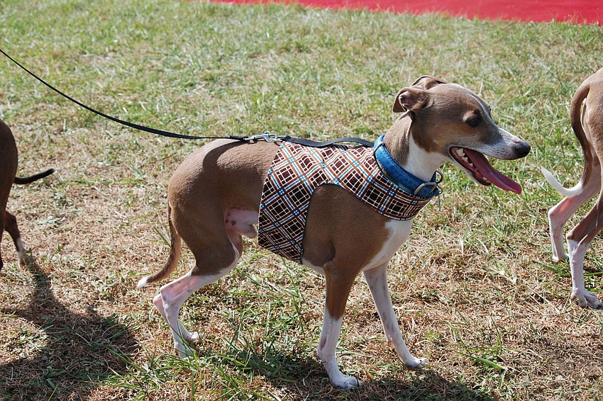 This Italian Greyhound enjoys his day outside, strolling through the excitement of the event