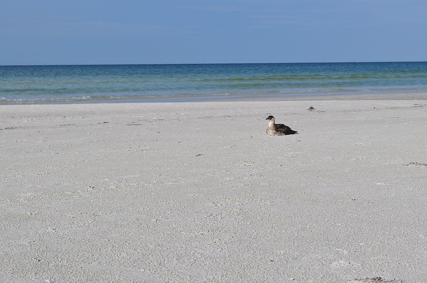 Shearwaters are rare on Siesta Key, and the deepwater bird appears to be resting from a long flight, Sarasota County resident Sandy Ulrikson said.