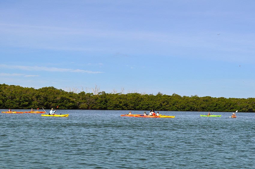 Many people went out into the mangroves in kayaks to search for monofilament.