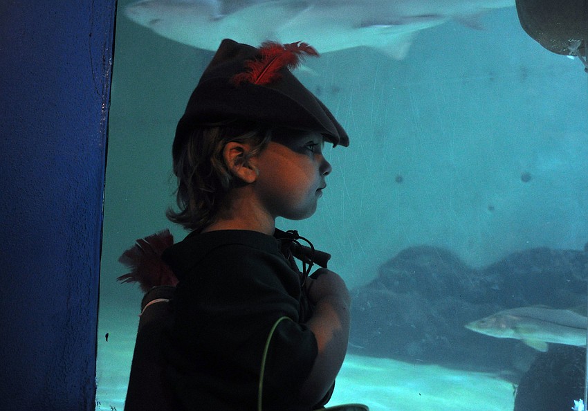 Eva Lancaster, 3, watches the sharks swim by in the big shark tank at MOTE.