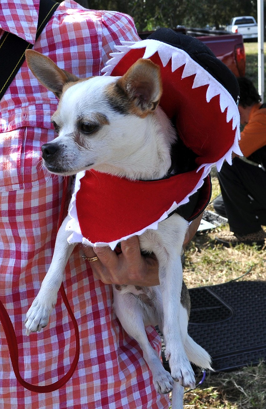 Rico dressed up as a shark and won for Most Embarrassed Dog.