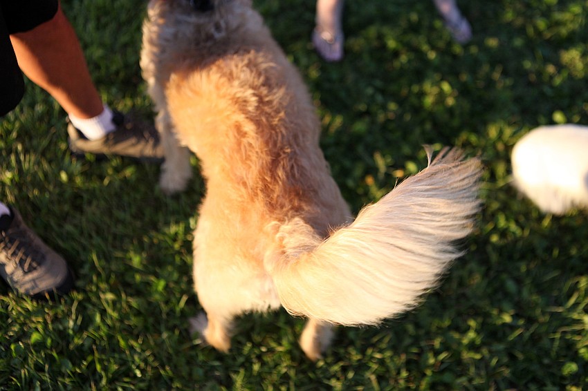 Lucky, 5, won for best tail wag Friday, Sept. 28 at Our Lady of Mount Carmel in Osprey.