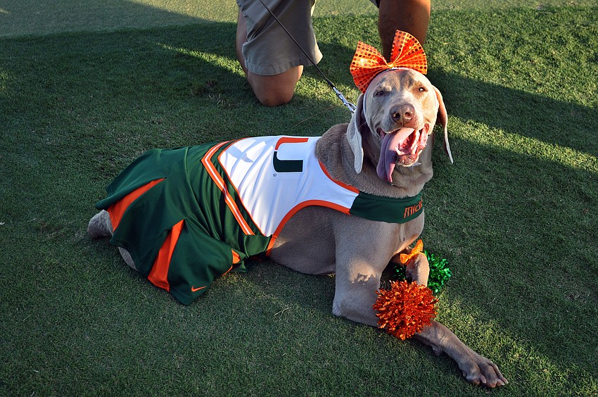 Sammi, 8, dressed up as a University of Miami cheerleader Monday, Oct. 22, during the 2nd annual Halloween Doggie Parade. Sammi has survived two bouts of cancer and has been cancer free for 18 months.