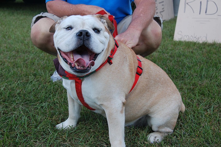This happy bulldog grins at the camera, excited by all the doggy fun.