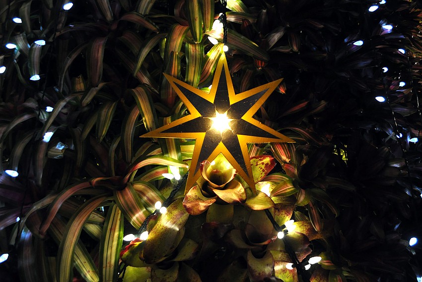 The bromeliad tree is made up of more than 700 bromeliads and is covered in white and blue lights as well as star ornaments.