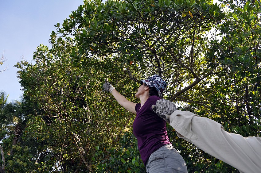 Jennifer Moore reaches up high for a piece of fishing line while holding onto Pilar Guillenâ€™s hand Saturday, Sept. 29 during the third annual Sarasota Bay Watch monofilament clean up.