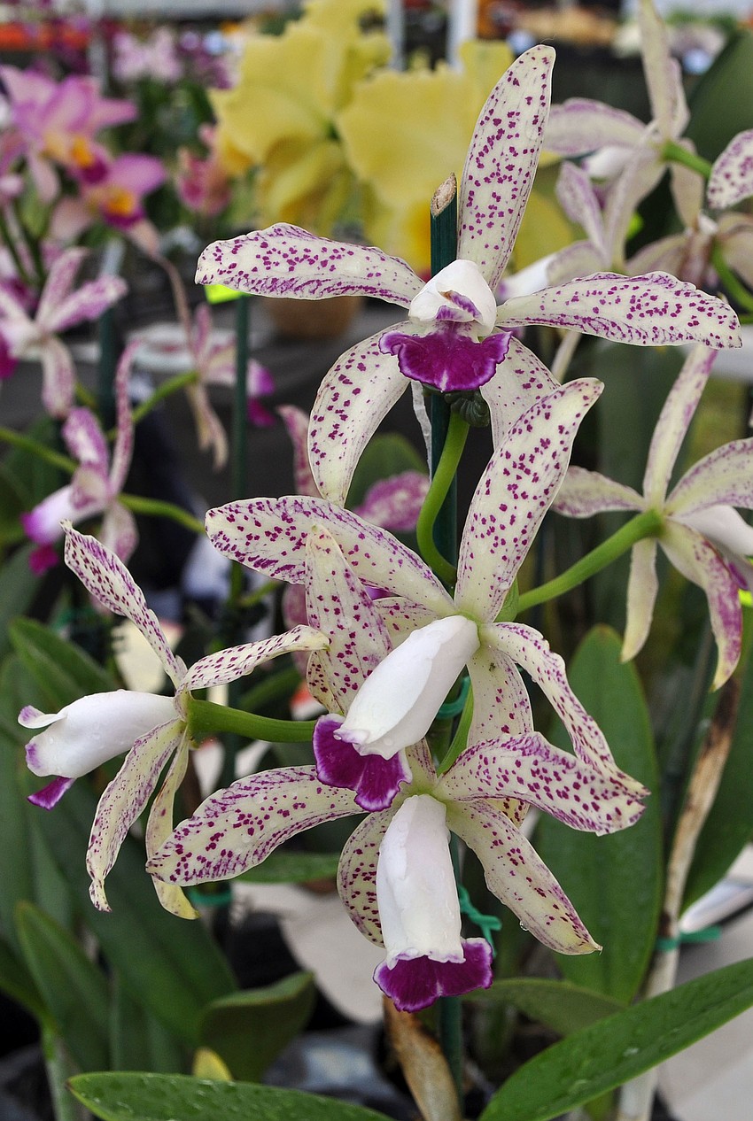 Some beautiful blooms on a miniature cattleya at the Florida SunCoast Orchid booth Wednesday, Oct. 3, at the Phillippi Farmhouse Market.