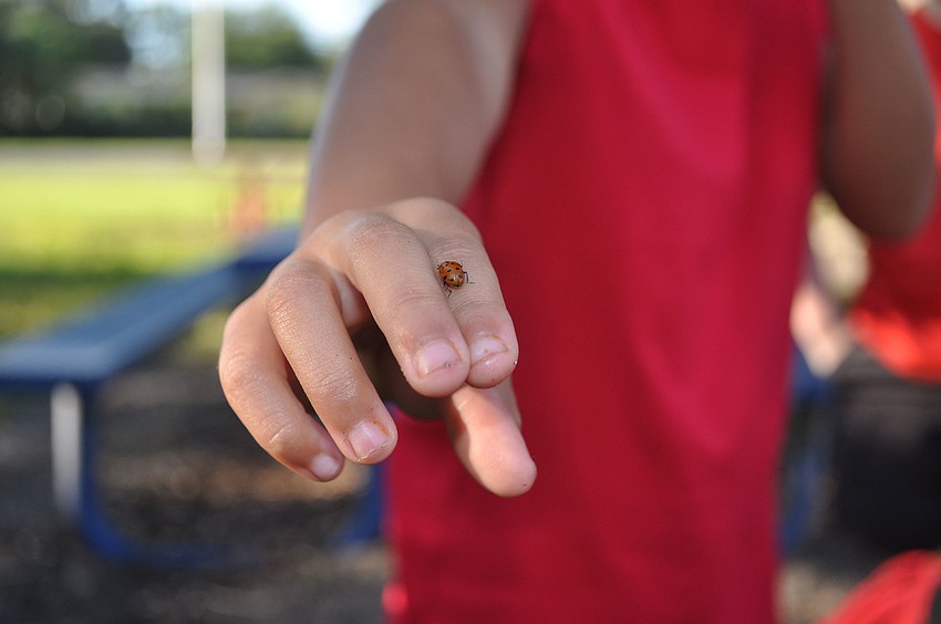 Ceci Sanders, 5, shows off a ladybug on her fingers.
