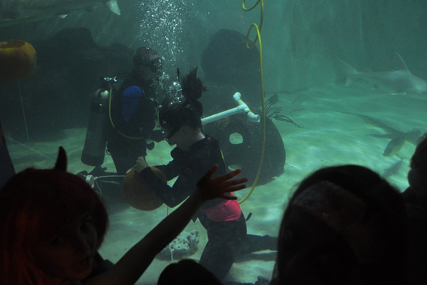 Children and adults watched MOTE marine scuba divers carve pumpkins in the shark tank Friday, Oct. 19, during MOTEâ€™s Night of Fish, Fun and Fright.