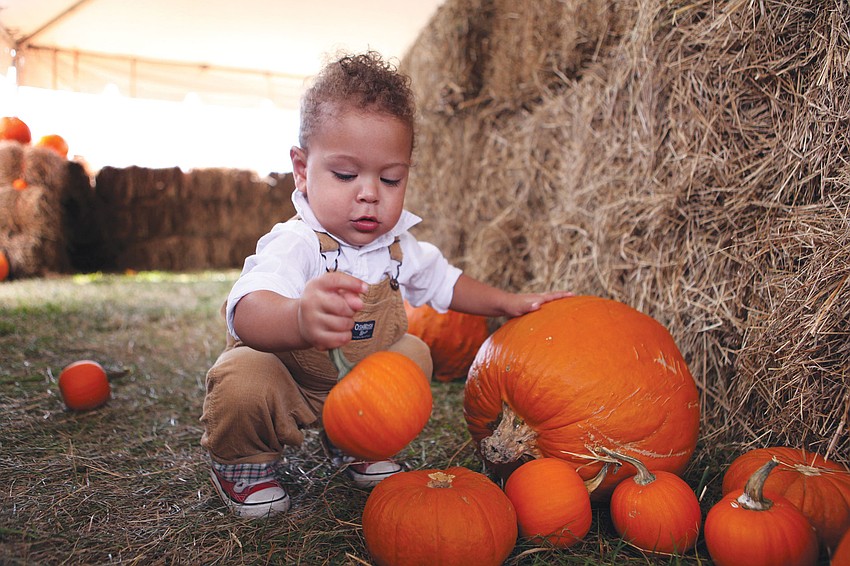 Zion Lugo, 17 mos., has fun picking up the smaller pumpkins in the hay maze at the Sarasota Pumpkin Festival.