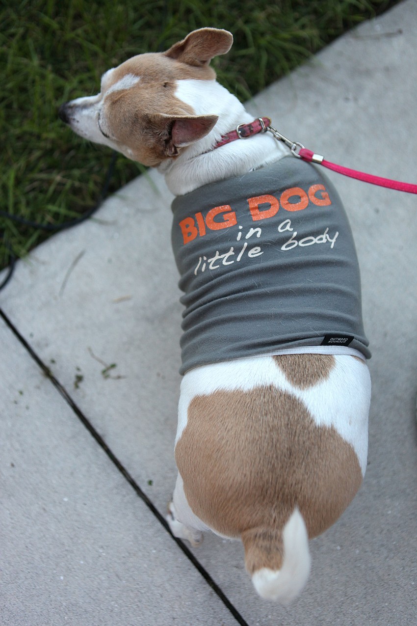 Lucky, 12, wore a shirt about being a big dog in a small dogâ€™s body Friday, Sept. 28.