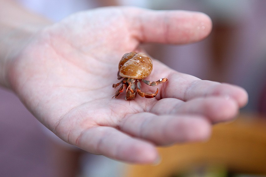Blueberry the hermit crab won for smallest pet.