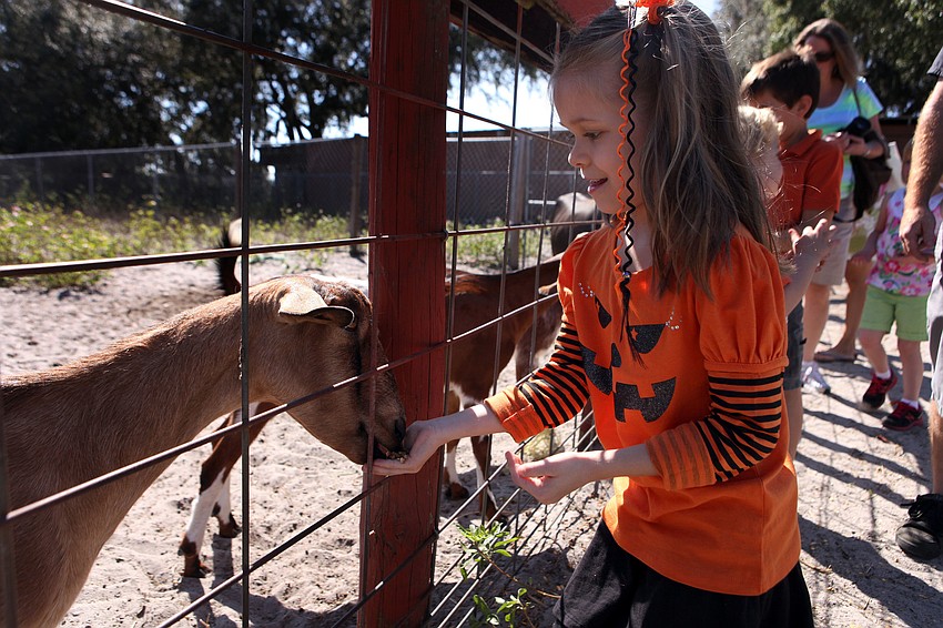 Gabrielle Bowen, 6, feeds one of the many goats at the Fruitville Grove Pumpkin Festival Saturday, Oct. 20.