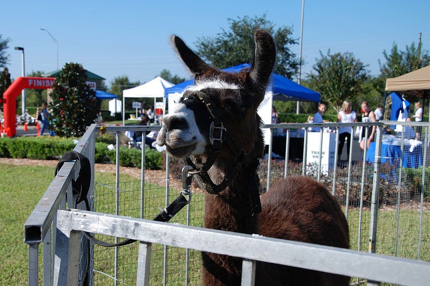Guests could enjoy the company of many animals of the petting zoo, including this alpaca from Rosaireâ€™s Riding Academy and Pony Rides.