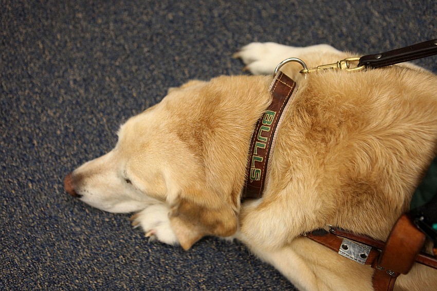 Brittani, 8, wears a Bulls collar, since Corporal Jernigan is an alumni of USF.