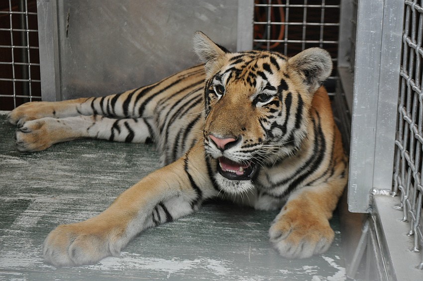 Tebow, a 1-year-old Bengal tiger from Big Cat Habitat, visited Bird Key Yacht Club June 23 for â€œUnder the Big Top.â€ The event also featured performers from Sailor Circus and Circus Sarasota.