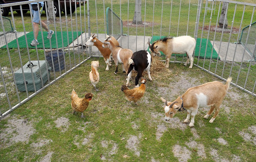 Goats and chickens roamed in their pen.