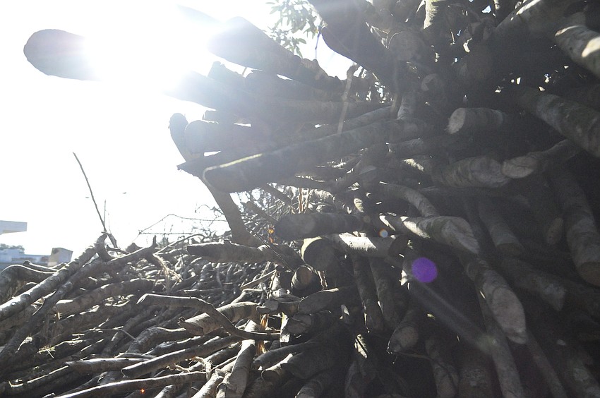 A large pile of crepe myrtle disappears quickly throughout the week. The branches average 1 inch in diameter.