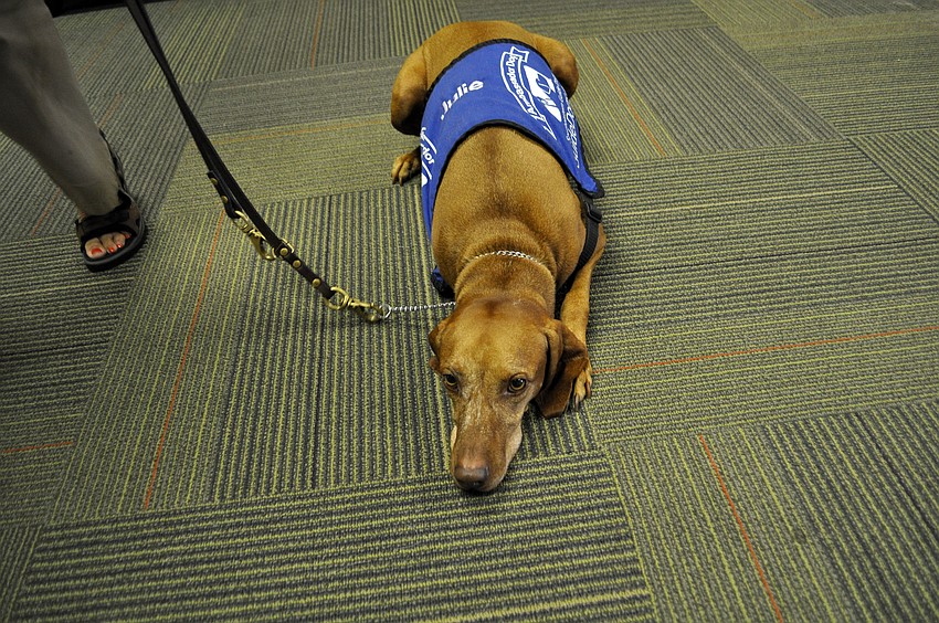 Julie, a 6-year-old Hungarian vizsla, takes a break from playtime.