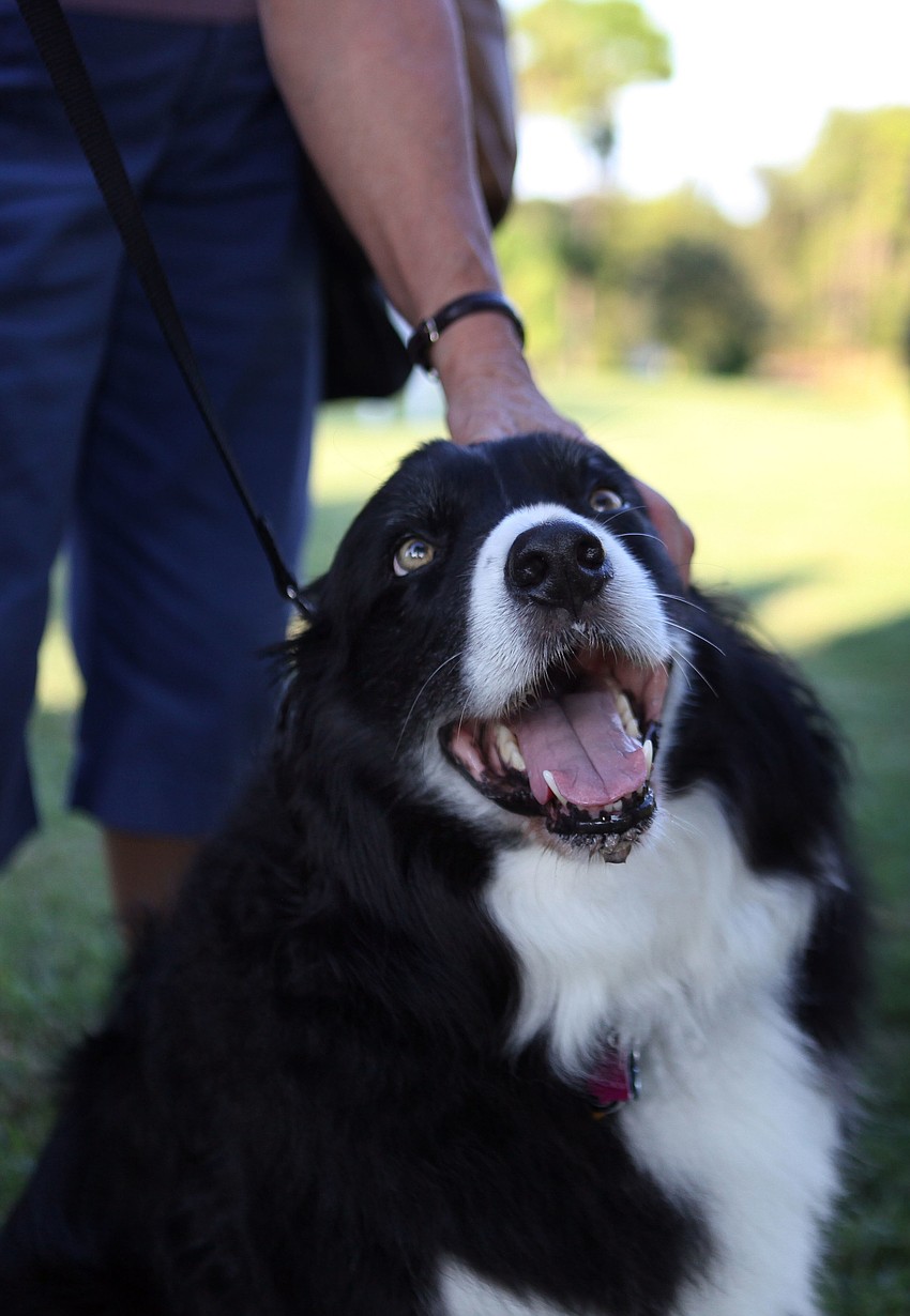 Buck, 9, smiles up at his owner as he gets blessed Friday, Sept. 28 during the pet blessing ceremony at Our Lady of Mount Carmel in Osprey.